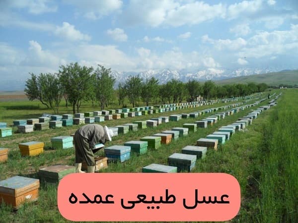 عسل عمده طبیعی